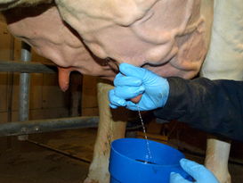 Eine strikte Melkhygiene hilft Euterentzündungen mit Enterococcen vorzubeugen Eine strikte Melkhygiene hilft Euterentzündungen mit Enterococcen vorzubeugen