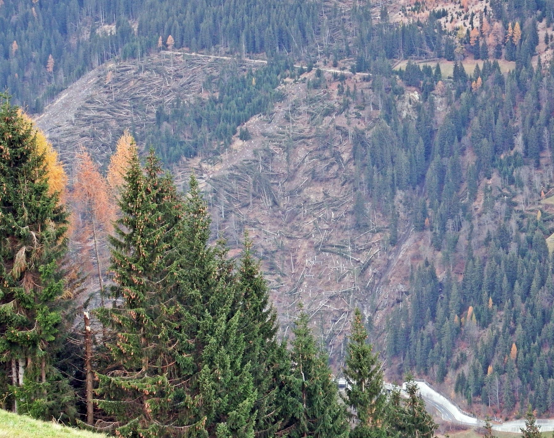 Sturmschaden Wald.jpg © LK Kärnten/Frießnegger Sturmschaden Wald.jpg © LK Kärnten/Frießnegger
