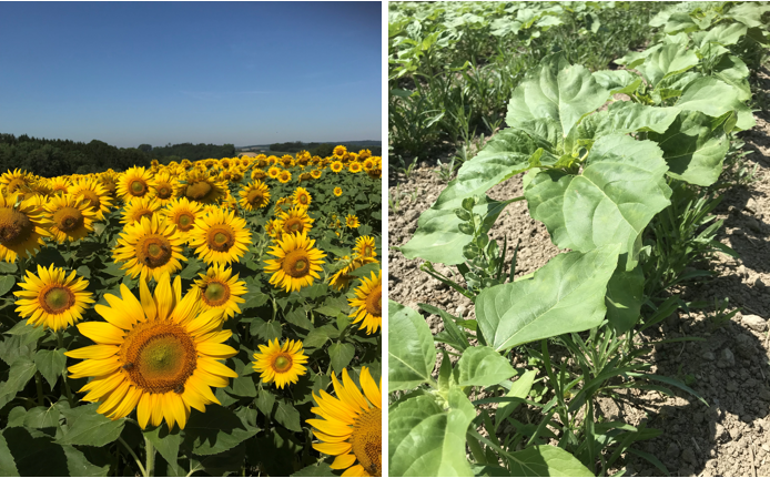 Sonnenblumen.png © BWSB Sonnenblumen.png © BWSB