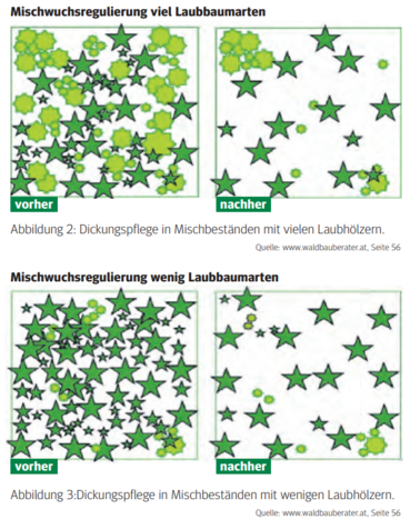 dickungspflege1.png © c dickungspflege1.png © c