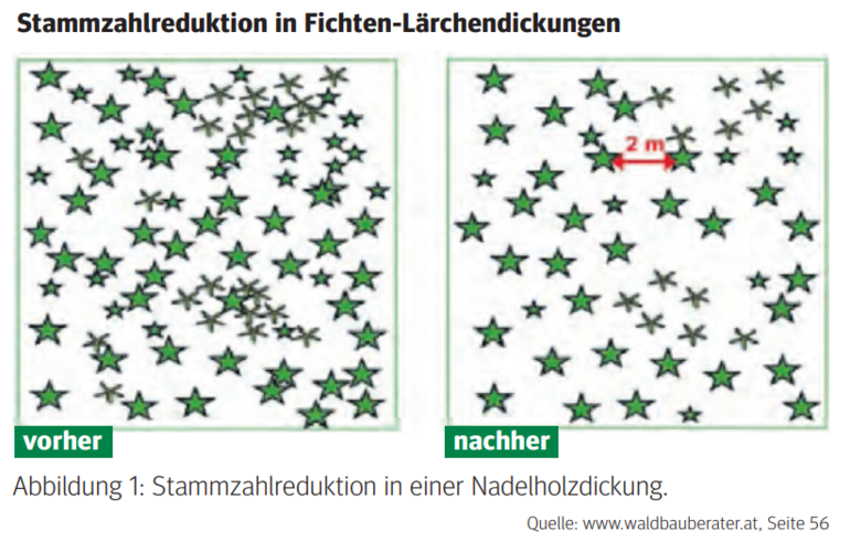 Dickungspflege3.png © www.waldbauberater.at