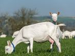 Ziege Parasiten.jpg Ziege Parasiten.jpg