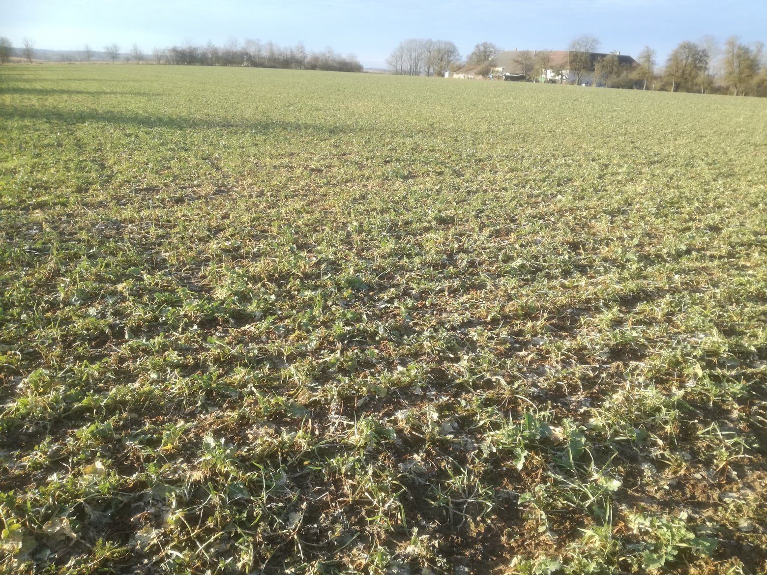 Aktuelle Eindrücke vom Raps-Begleitsaatversuch in Rohr im Kremstal##+##8. Februar 2021 Aktuelle Eindrücke vom Raps-Begleitsaatversuch in Rohr im Kremstal##+##8. Februar 2021