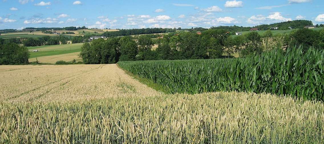 Landschaft.jpg © Landwirtschaftskammer Oberösterreich/Thumfart Landschaft.jpg © Landwirtschaftskammer Oberösterreich/Thumfart