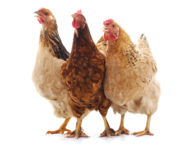 voren1_AdobeStock_209778089.png © voren1 – stock.adobe.com