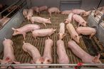 Großgruppe Mastschweine.jpg Großgruppe Mastschweine.jpg