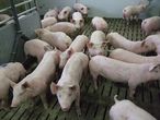 Bild 1 Eingestallte Ferkel.jpg Bild 1 Eingestallte Ferkel.jpg