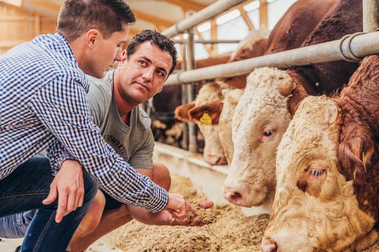 Tierwohl.jpg © Georg Pomassl/LK Niederösterreich Tierwohl.jpg © Georg Pomassl/LK Niederösterreich