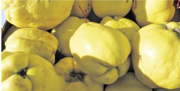 Quitten – gesunde, duftende Vitamine.png © Sabine Wieder Quitten – gesunde, duftende Vitamine.png © Sabine Wieder
