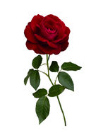 8 Rose.jpg 8 Rose.jpg