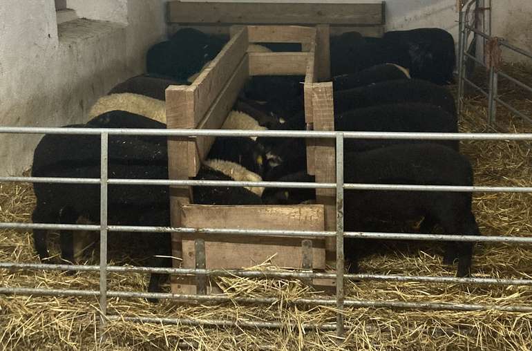 Lämmerproduktion.jpg © Stefanie Malle Lämmerproduktion.jpg © Stefanie Malle