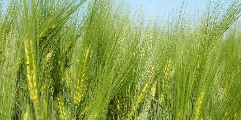 wintergerste © Harald Schally/LK Niederösterreich wintergerste © Harald Schally/LK Niederösterreich