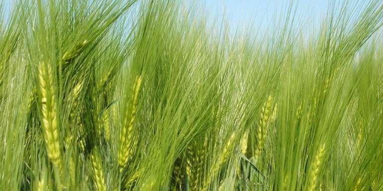 wintergerste © Harald Schally/LK Niederösterreich wintergerste © Harald Schally/LK Niederösterreich