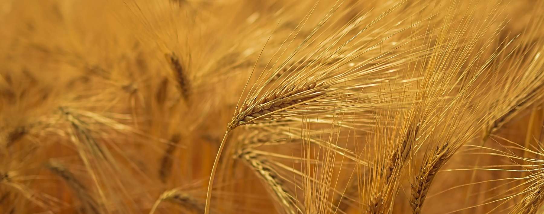 Gerste.jpg © pixabay.com Gerste.jpg © pixabay.com