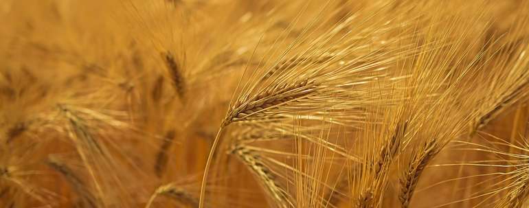 Gerste.jpg © pixabay.com Gerste.jpg © pixabay.com