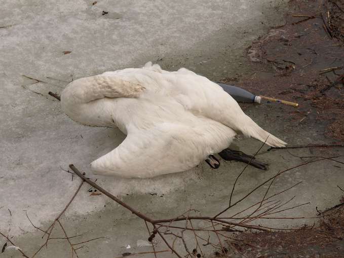 Toter_Schwan,_im_Eis_festgefroren.jpg © WIKIMEDIA