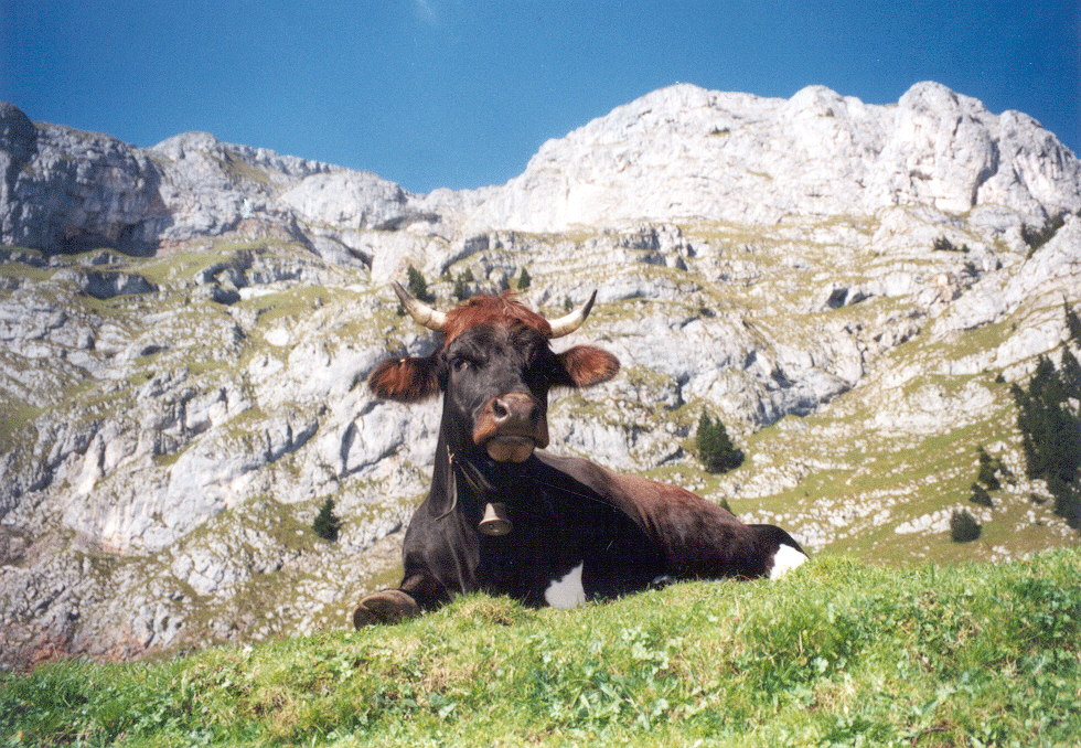 Tiere,-Rinder,-Tuxer,-Tux-Zillertaler,-Kuh-1-(RZV-Tirol).png