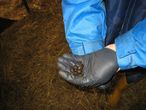 Kotuntersuchen das a und o bei erfolgreichem Parasitenmanagement.jpg Kotuntersuchen das a und o bei erfolgreichem Parasitenmanagement.jpg