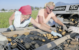 Die Kartoffelernte 2020: Elfi und Christine.png