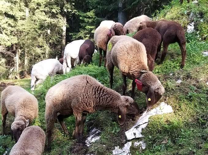 GPS-Sender: GPS – digitaler Hirte erleichtert die Tiersuche.jpg © Rinnhofer