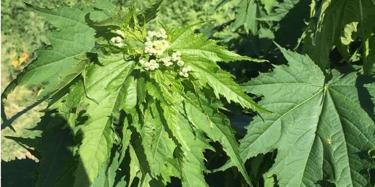 Bio-Hanf.jpg © Landwirtschaftskammer Oberösterreich/Doblmair Bio-Hanf.jpg © Landwirtschaftskammer Oberösterreich/Doblmair