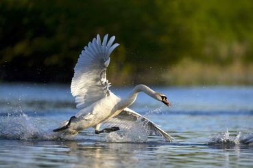 2_Schwan©AdobeStock.jpg © AdobeStock