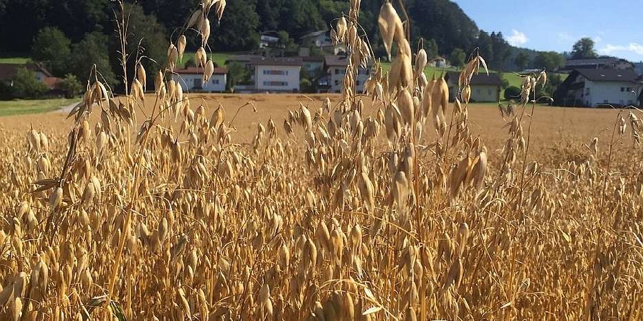 Bio-Sommerhafer.jpg © Landwirtschaftskammer Oberösterreich/Doblmair