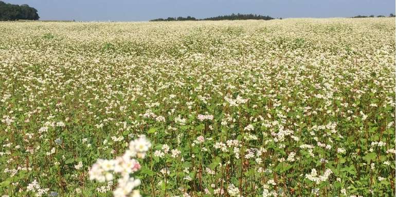 Bio-Buchweizen.jpg © Landwirtschaftskammer Oberösterreich/Doblmair Bio-Buchweizen.jpg © Landwirtschaftskammer Oberösterreich/Doblmair