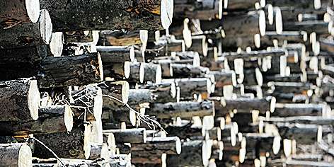 biomasse003.jpg © Lunghammer biomasse003.jpg © Lunghammer