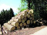 Holzstämme 1 (Michaela Kölle).jpg © KK