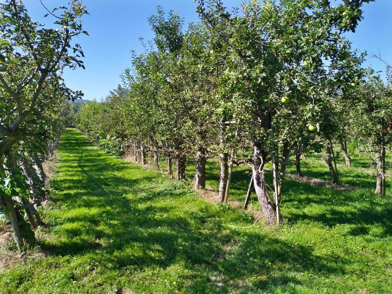 Apfelgarten.jpg Apfelgarten.jpg