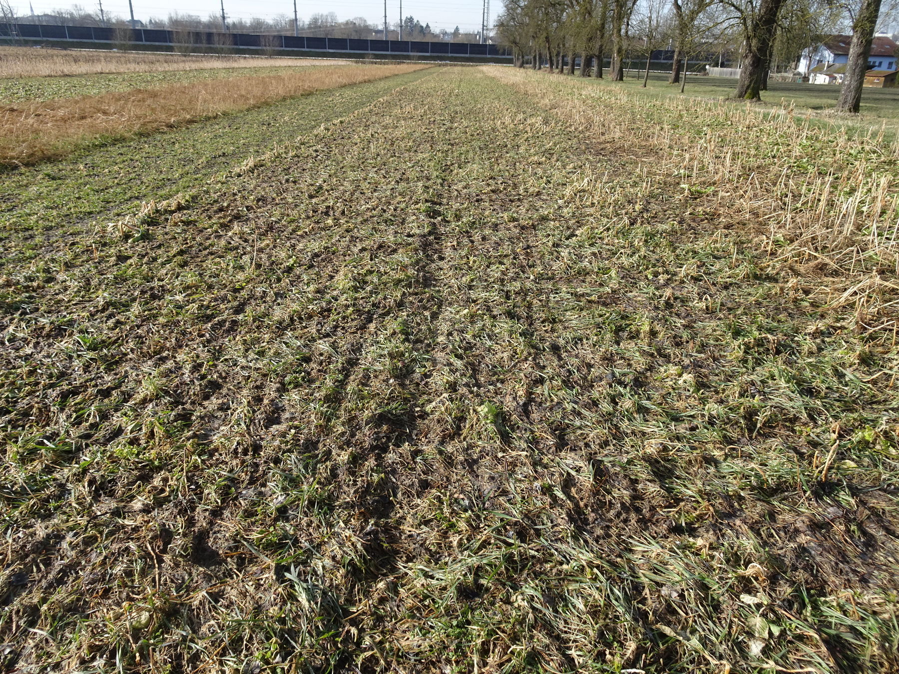 Zwischenfruchtversuch LFS Otterbach am 18.02.2021 Zwischenfruchtversuch LFS Otterbach am 18.02.2021