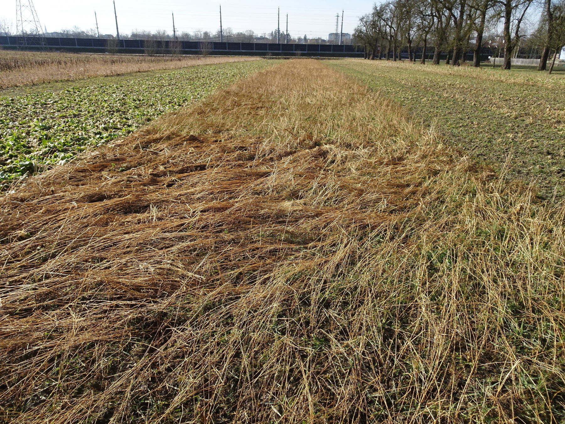 Var 3: Variante Trockengebietsmischung
- Sorghum 3 kg/ha
- Öllein 12,5 kg/ha
- Phacelia 3 kg/ha
- Buchweizen 8 kg/ha
- Kresse 1,5 kg/ha
- Meliorationsrettich Forza 1 kg/ha © BWSB Var 3: Variante Trockengebietsmischung
- Sorghum 3 kg/ha
- Öllein 12,5 kg/ha
- Phacelia 3 kg/ha
- Buchweizen 8 kg/ha
- Kresse 1,5 kg/ha
- Meliorationsrettich Forza 1 kg/ha © BWSB