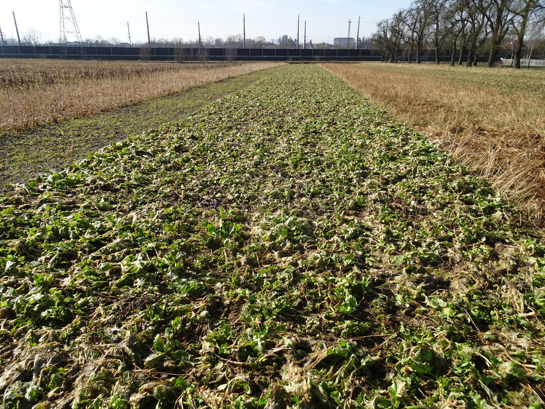 Var 4: Variante Winterhart + Abfrostend
- Perko/Winterrübsen 5 kg/ha
- Alexandrinerklee 5 kg/ha
- Buchweizen 10 kg/ha
- Sommerwicke 15 kg/ha © BWSB Var 4: Variante Winterhart + Abfrostend
- Perko/Winterrübsen 5 kg/ha
- Alexandrinerklee 5 kg/ha
- Buchweizen 10 kg/ha
- Sommerwicke 15 kg/ha © BWSB