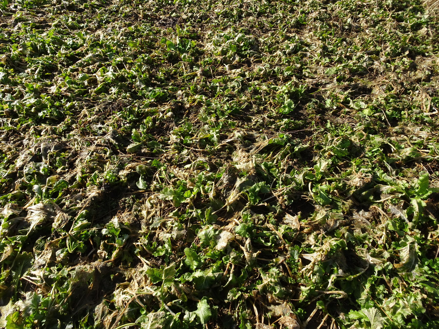 Var 4-2: Die noch grünen Winterrübsen bieten auch im Frühjahr eine gute Bodenbedeckung. © BWSB