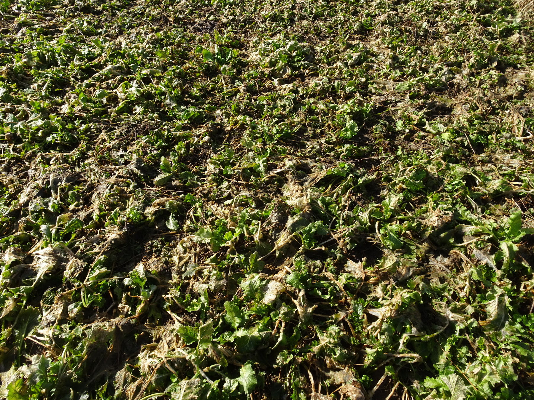 Var 4-2: Die noch grünen Winterrübsen bieten auch im Frühjahr eine gute Bodenbedeckung. © BWSB Var 4-2: Die noch grünen Winterrübsen bieten auch im Frühjahr eine gute Bodenbedeckung. © BWSB