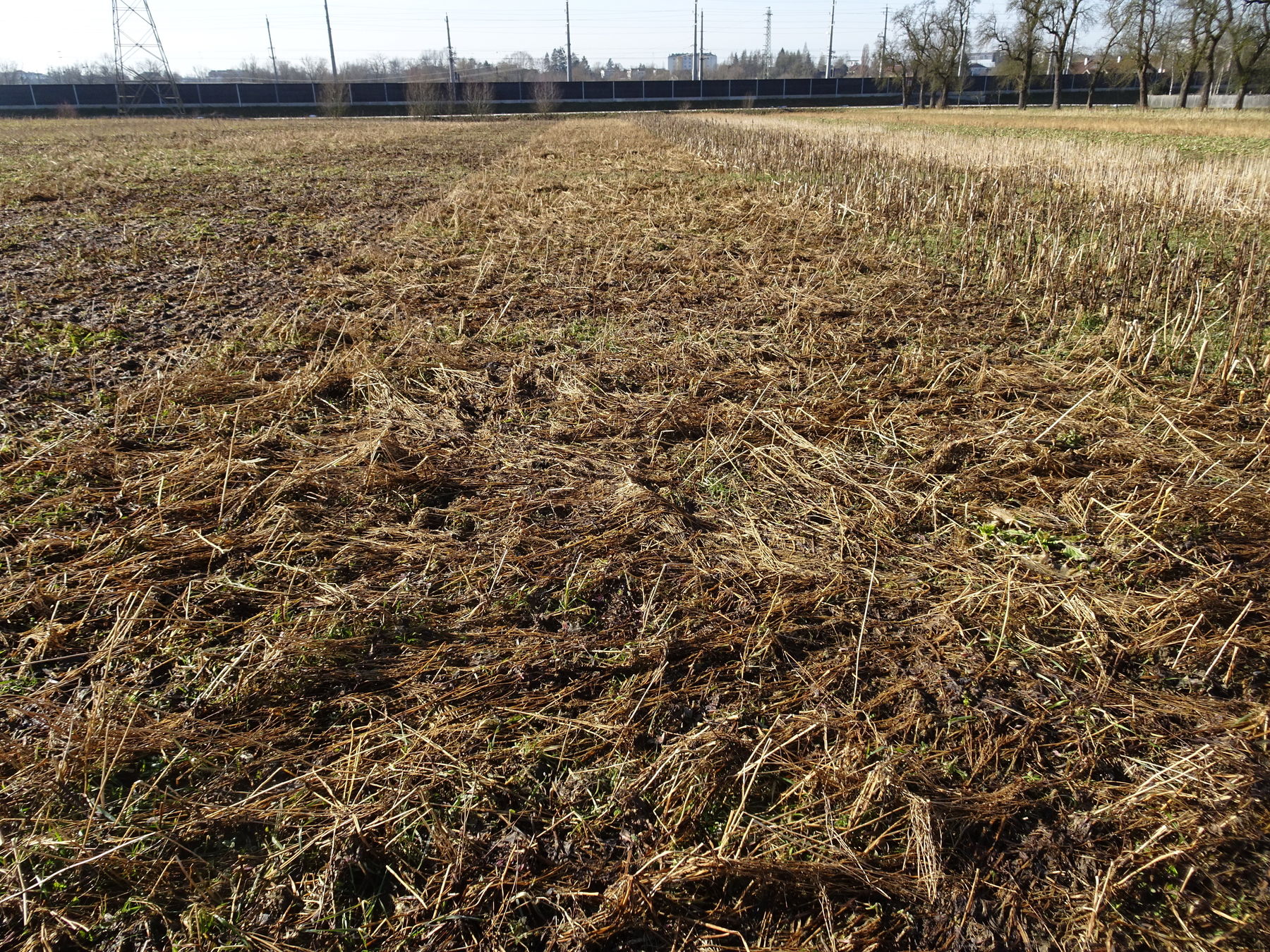 Var 8: Variante Schwachwurzler
- Gelbsenf 0,5 kg/ha
- Buchweizen 10 kg/ha
- Kresse 3 kg/ha
- Alexandrinerklee 8 kg/ha © BWSB Var 8: Variante Schwachwurzler
- Gelbsenf 0,5 kg/ha
- Buchweizen 10 kg/ha
- Kresse 3 kg/ha
- Alexandrinerklee 8 kg/ha © BWSB