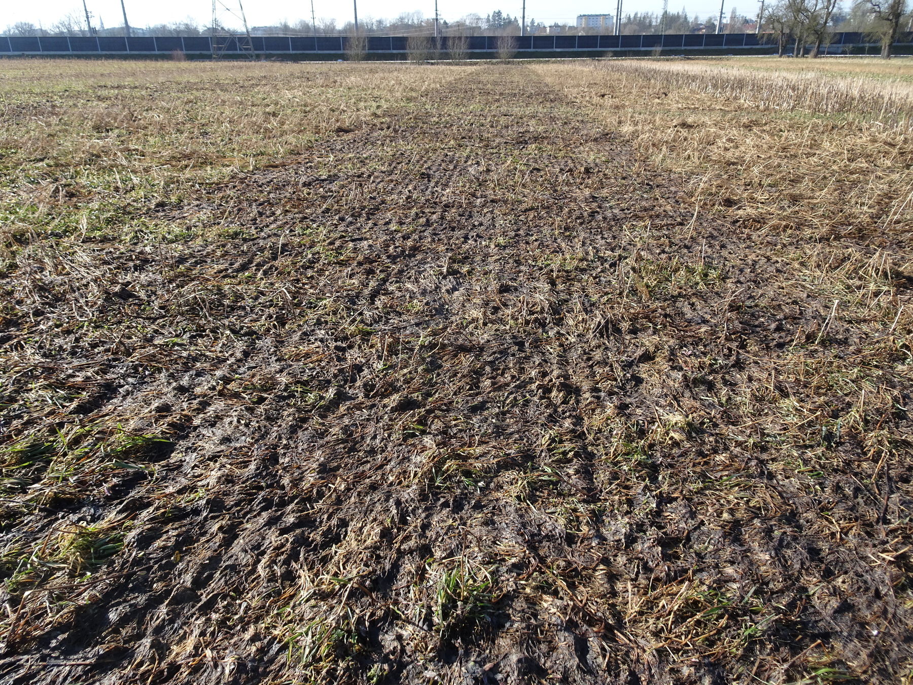 Var 9: Variante Koriander - neue ZWF
- Koriander 7 kg/ha
- Alexandrinerklee 10 kg/ha
- Phacelia 3 kg/ha © BWSB Var 9: Variante Koriander - neue ZWF
- Koriander 7 kg/ha
- Alexandrinerklee 10 kg/ha
- Phacelia 3 kg/ha © BWSB