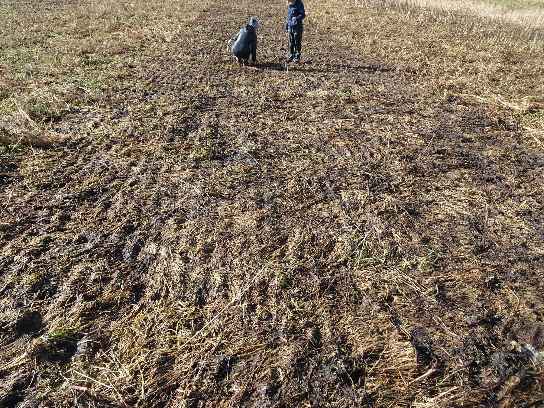 Var 9-2: Alexandrinerklee und Phacelia bieten eine gute Bodenbedeckung und ermöglichen durch die dunkle Abfrostung eine raschere Erwärmung des Bodens. © BWSB Var 9-2: Alexandrinerklee und Phacelia bieten eine gute Bodenbedeckung und ermöglichen durch die dunkle Abfrostung eine raschere Erwärmung des Bodens. © BWSB