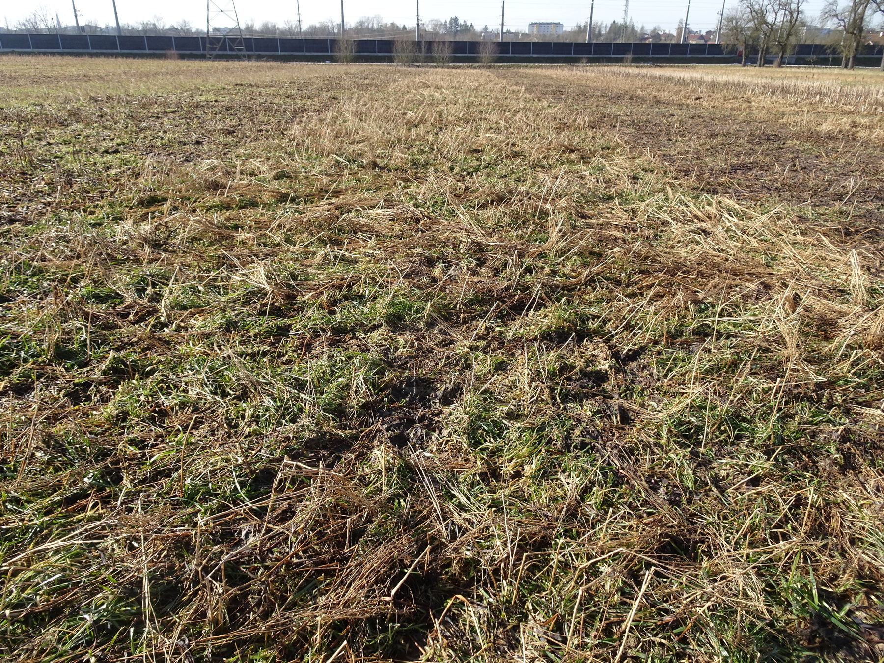 Var 10: Variante Abfrostend + Gras
- Alexandrinerklee 6 kg/ha
- Kresse 2 kg/ha
- Buchweizen 8 kg/ha
- Bastardraygras 9 kg/ha © BWSB Var 10: Variante Abfrostend + Gras
- Alexandrinerklee 6 kg/ha
- Kresse 2 kg/ha
- Buchweizen 8 kg/ha
- Bastardraygras 9 kg/ha © BWSB