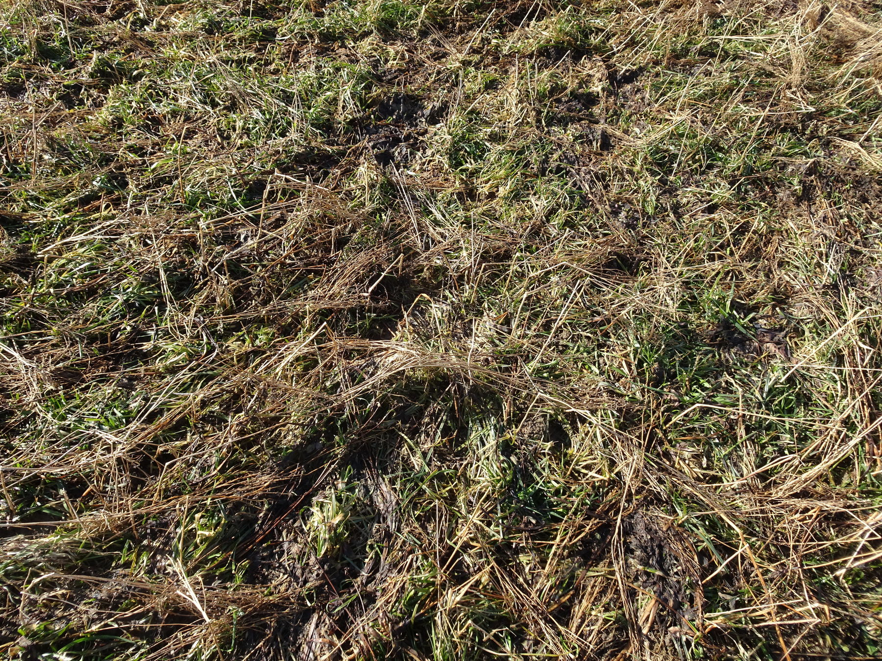 Var 10-2: Die Mischung bietet eine gute Kombination, spannend bleibt, ob der gut entwickelte Grasbestand im Frühjahr Probleme bereitet. © BWSB