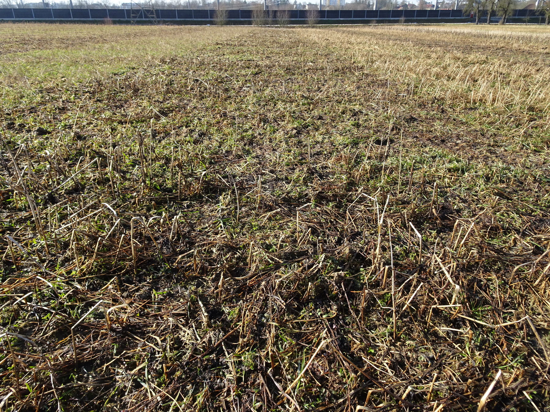 Var 11: Variante Kreuzblütlerfrei
- Alexandrinerklee 7 kg/ha
- Buchweizen 4 kg/ha
- Ramtillkraut/Mungo 1,5 kg/ha
- Phacelia 2,5 kg/ha
- Sommerwicke 12 kg/ha © BWSB Var 11: Variante Kreuzblütlerfrei
- Alexandrinerklee 7 kg/ha
- Buchweizen 4 kg/ha
- Ramtillkraut/Mungo 1,5 kg/ha
- Phacelia 2,5 kg/ha
- Sommerwicke 12 kg/ha © BWSB