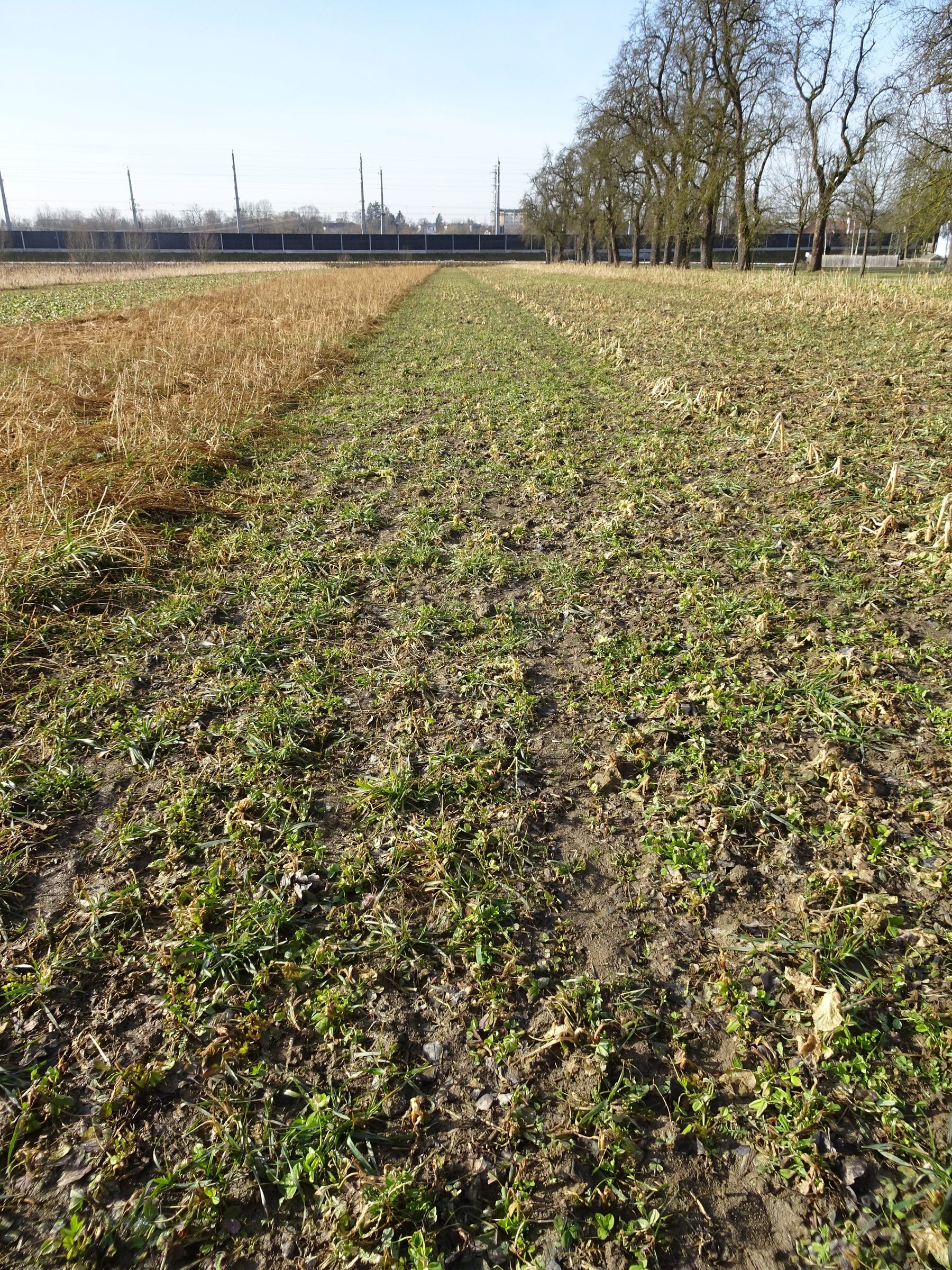 Var 2: Variante Bienenschutz - später Anbau
Der am 1. September angebaute Bestand konnte sich nicht mehr gut entwickeln, Ausfallgetreide überwiegt. © BWSB Var 2: Variante Bienenschutz - später Anbau
Der am 1. September angebaute Bestand konnte sich nicht mehr gut entwickeln, Ausfallgetreide überwiegt. © BWSB