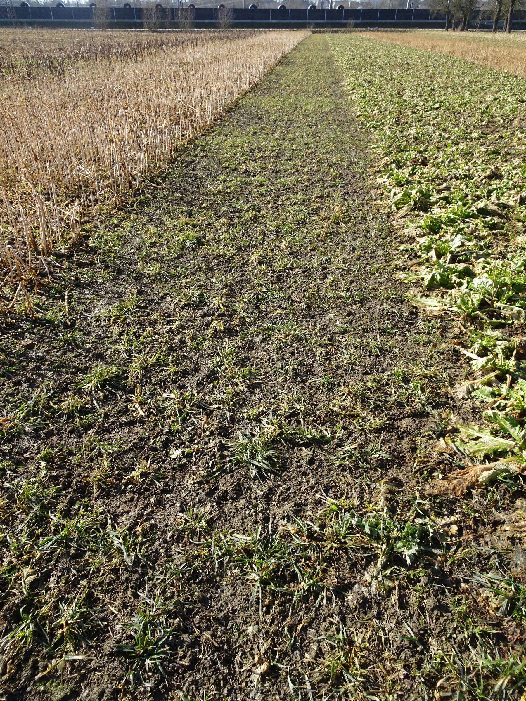 Var 5: Variante Winterhart + Abfrostend 
 - später Anbau
Durch den späten Anbau Anfang September konnte sich der Bestand kaum mehr entwickeln. Ausfallgetreide hat sich ausgebreitet. © BWSB Var 5: Variante Winterhart + Abfrostend 
 - später Anbau
Durch den späten Anbau Anfang September konnte sich der Bestand kaum mehr entwickeln. Ausfallgetreide hat sich ausgebreitet. © BWSB