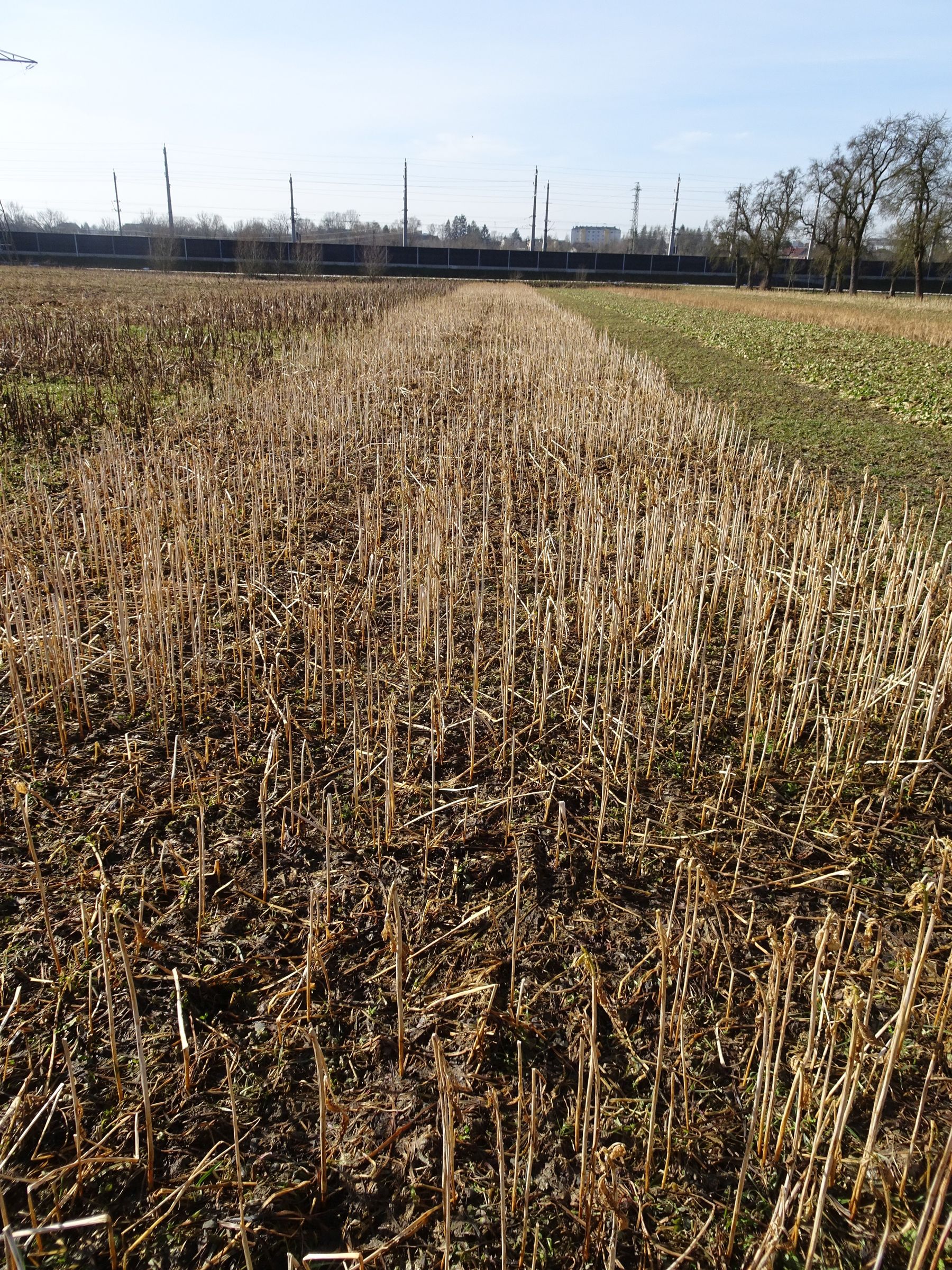 Var 6: Variante Keine Trachtwirkung
- Alexandrinerklee 10 kg/ha
- Sareptasenf 1,5 kg/ha
- Ramtillkraut/Mungo 1,5 kg/ha
- Sommerwicke 10 kg/ha © BWSB Var 6: Variante Keine Trachtwirkung
- Alexandrinerklee 10 kg/ha
- Sareptasenf 1,5 kg/ha
- Ramtillkraut/Mungo 1,5 kg/ha
- Sommerwicke 10 kg/ha © BWSB