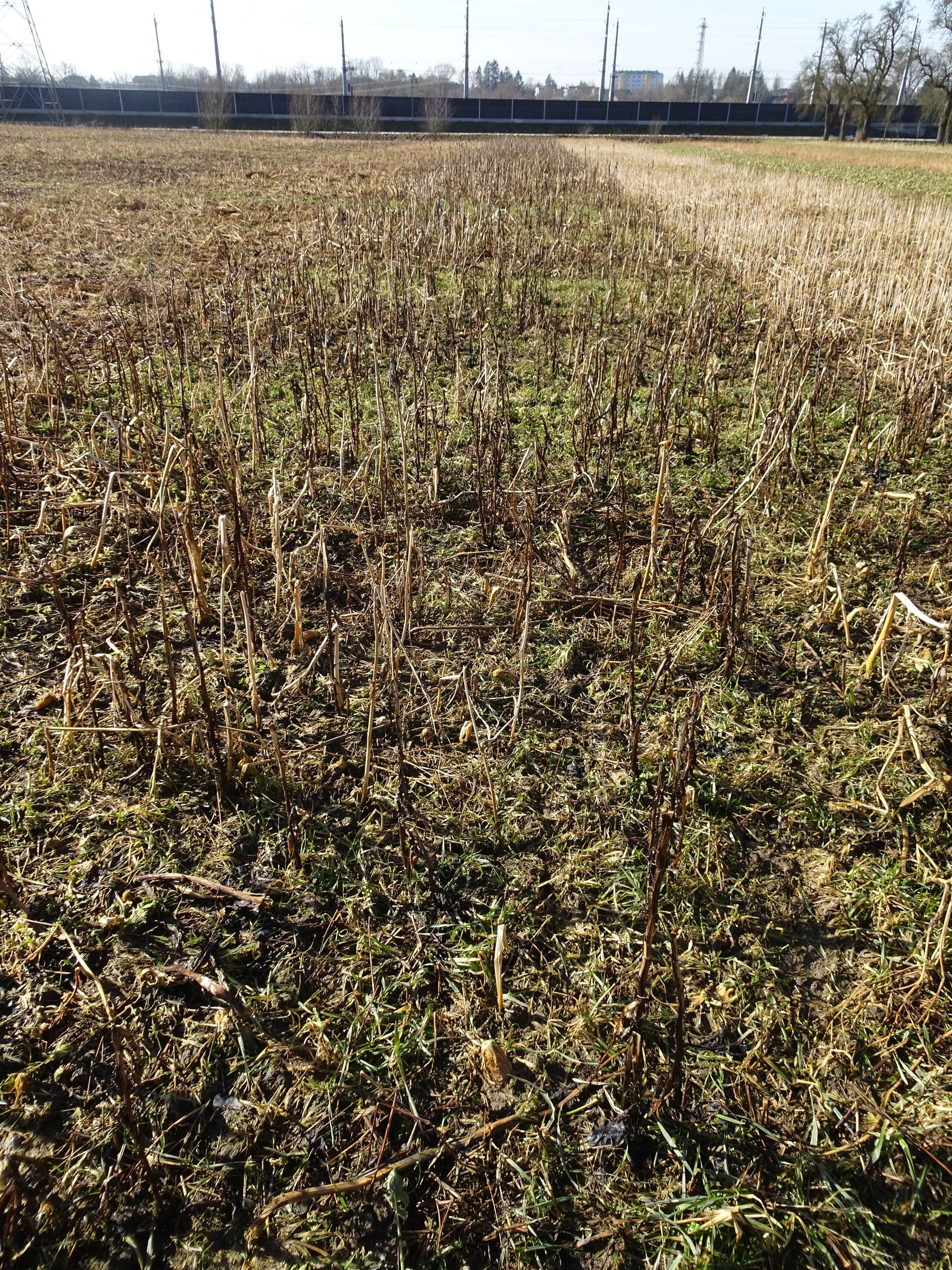 Var 7: Variante Starkwurzler
- Meliorationsrettich (Forza) 1 kg/ha
- Phacelia 3,5 kg/ha
- Ölrettich 2,5 kg/ha
- Sonnenblume 1,5 kg/ha
- Ackerbohne 40 kg/ha © BWSB Var 7: Variante Starkwurzler
- Meliorationsrettich (Forza) 1 kg/ha
- Phacelia 3,5 kg/ha
- Ölrettich 2,5 kg/ha
- Sonnenblume 1,5 kg/ha
- Ackerbohne 40 kg/ha © BWSB