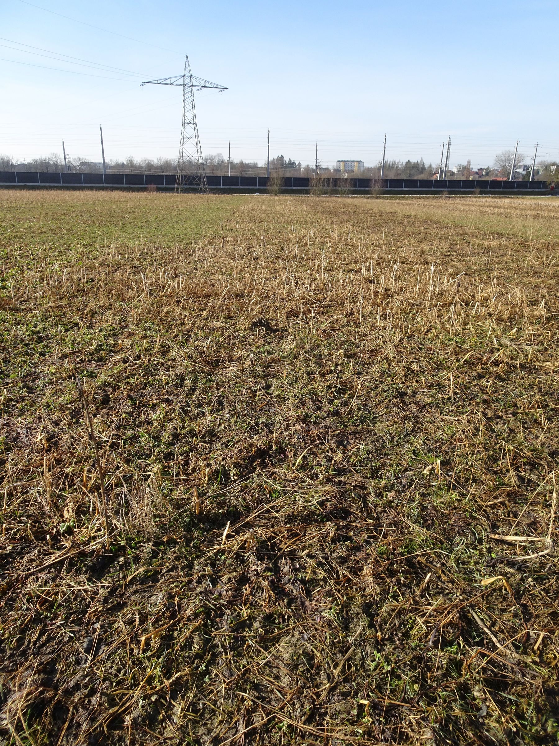 Var 14: Variante HumusPluss
- Phacelia 1 kg/ha
- Rauhafer 6 kg/ha
- Sommerwicke 5,5 kg/ha
- Perserklee 2 kg/ha
- Alexandrinerklee 3 kg/ha
- Ölrettich 2 kg/ha
- Kresse 1 kg/ha
- Leindotter 1 kg/ha
- Ramtillkraut/Mungo 1 kg/ha
- Sonnenblume 0,5 kg/ha
- Öllein 2 kg/ha © BWSB Var 14: Variante HumusPluss
- Phacelia 1 kg/ha
- Rauhafer 6 kg/ha
- Sommerwicke 5,5 kg/ha
- Perserklee 2 kg/ha
- Alexandrinerklee 3 kg/ha
- Ölrettich 2 kg/ha
- Kresse 1 kg/ha
- Leindotter 1 kg/ha
- Ramtillkraut/Mungo 1 kg/ha
- Sonnenblume 0,5 kg/ha
- Öllein 2 kg/ha © BWSB