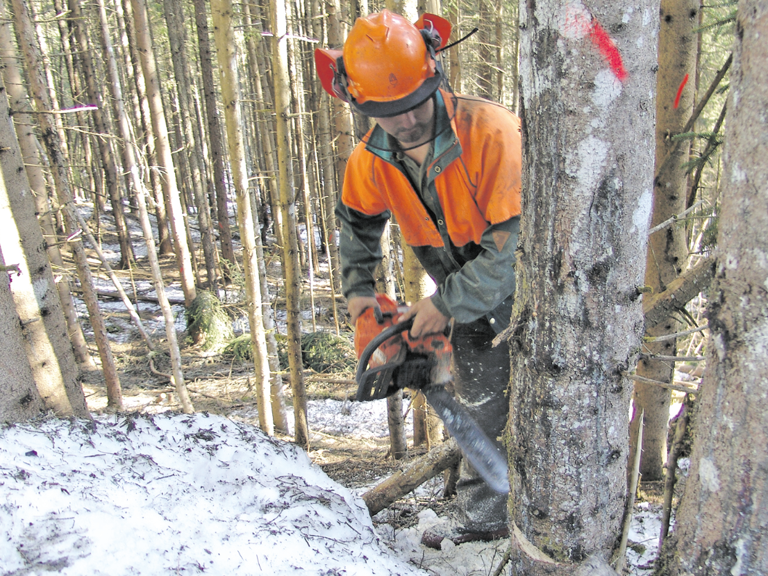 Pflegemaßnahmen im Waldfonds.png © Mooslechner Pflegemaßnahmen im Waldfonds.png © Mooslechner