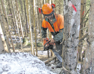 Pflegemaßnahmen im Waldfonds.png © Mooslechner