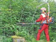 Pflegemaßnahmen im Waldfonds.png